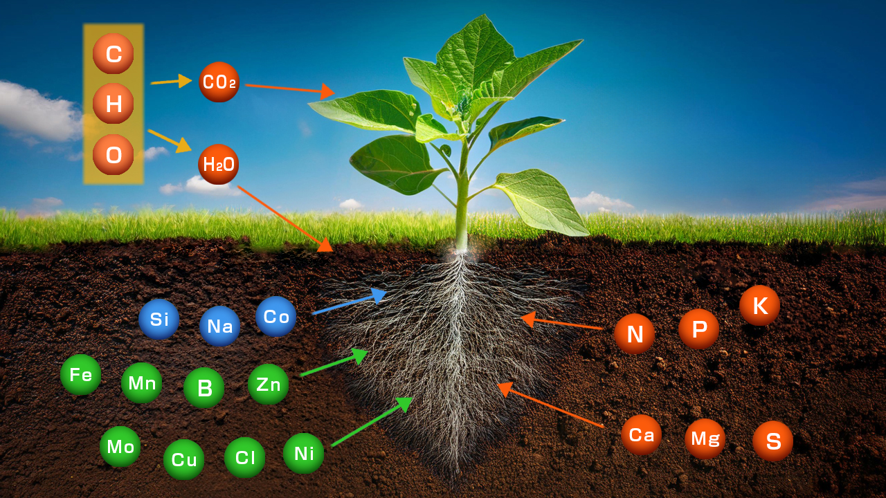 植物を支える栄養の循環構造！栄養素から微生物、光合成までの関係性
